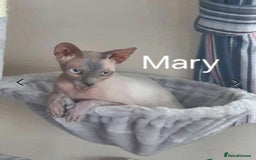 Sphynx cats for sale: ELF sphynx FEMALE in Oldham - Image 3