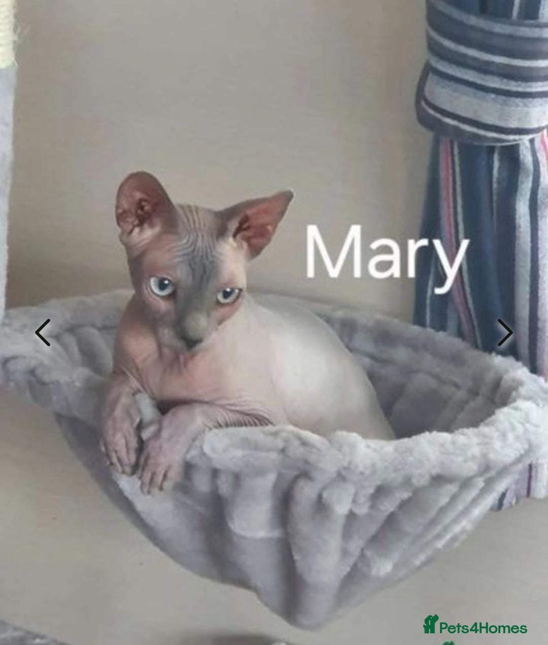 Sphynx cats for sale: ELF sphynx FEMALE in Oldham - Image 3