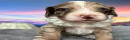 Sproodle dogs for sale: ✨RARE TRICOLOUR TUXEDO MERLE SPROODLES🐾❤️✨ TESTED - Advert 6