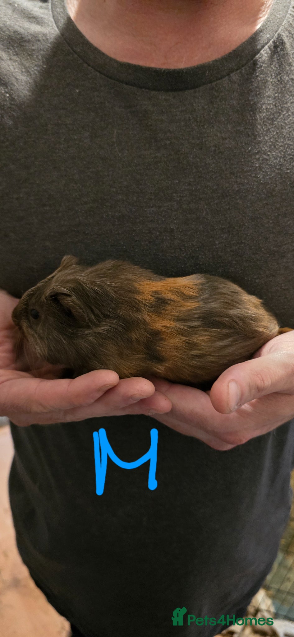 Guinea Pig rodents Baby guinea pigs - Advert 1
