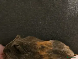 Guinea Pig rodents for sale: Baby guinea pigs - Advert 1