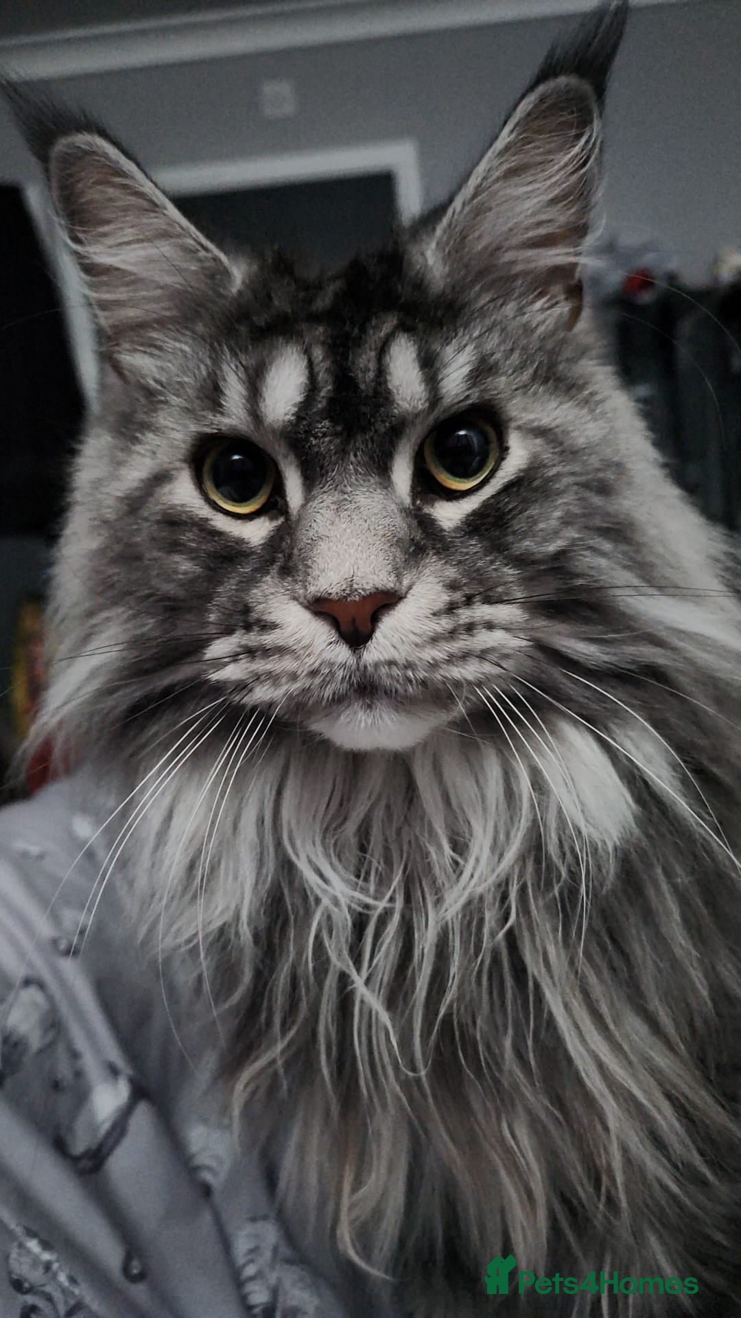 Maine Coon cats for sale: Maine Coon TICA reg kittens and Persian adult  - Image 18