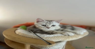 Scottish Fold cats in Reading - Advert 11