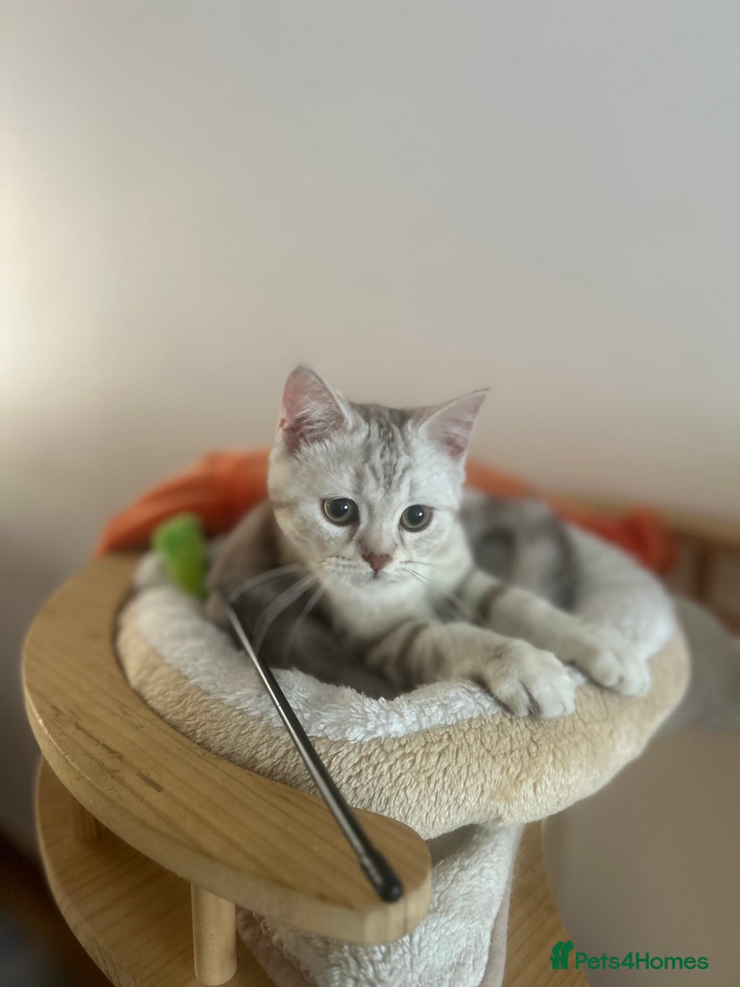 Scottish Fold cats for sale: Beautiful Scottish fold baby’s  in Reading - Image 2