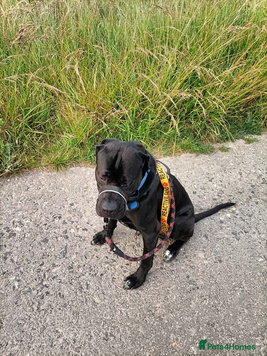 Cane Corso dogs for sale: Cane Corso Italian mastiff (please read) - Advert 5