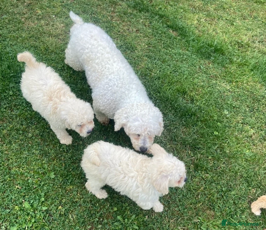 Poochon dogs for sale: Beautiful poochon puppies  in Paisley - Advert 1