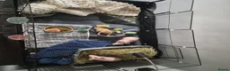 Guinea Pig rodents for sale: Skinny pigs  in Wallsend - Advert 1