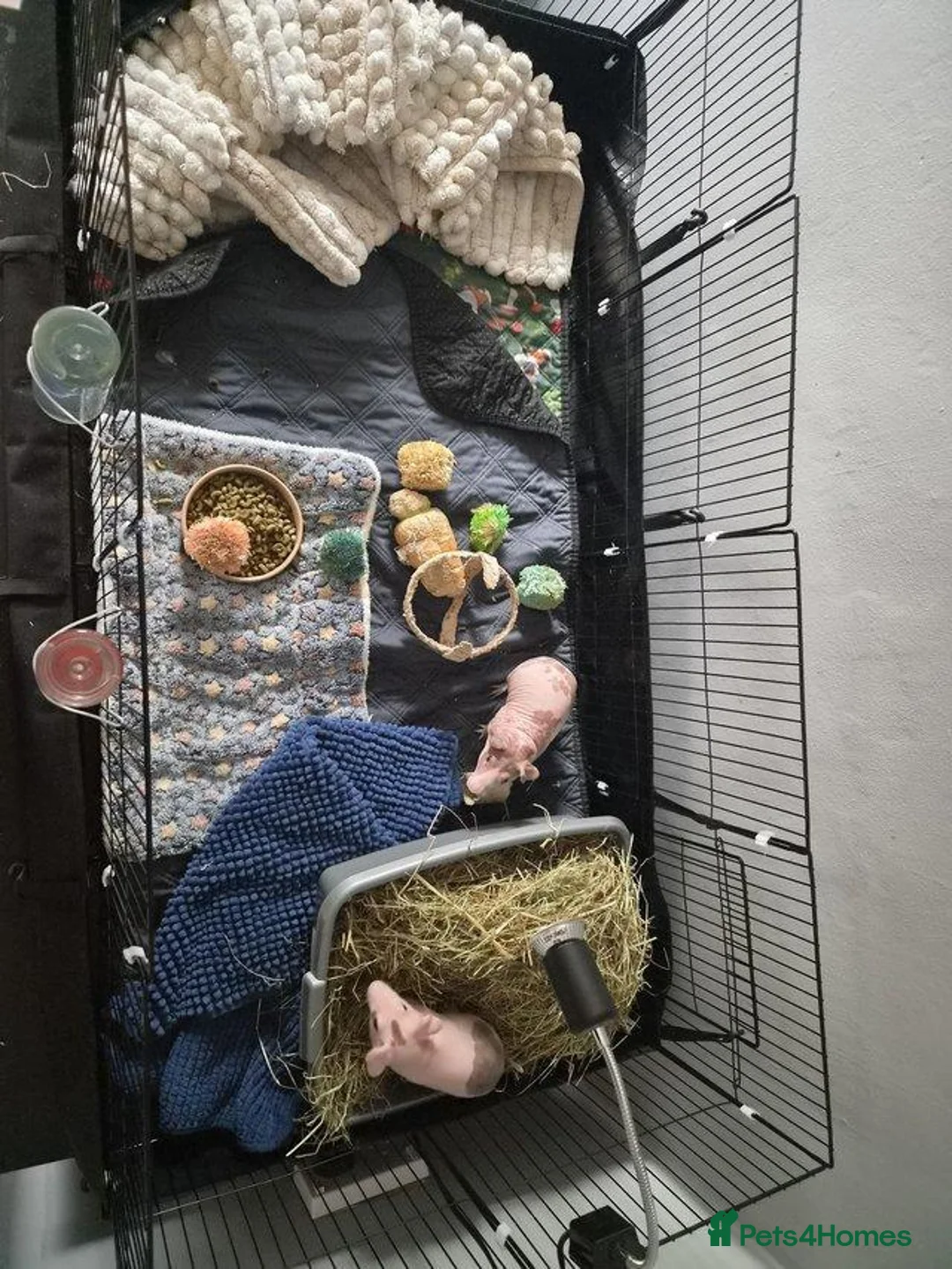 Guinea Pig rodents for sale: Skinny pigs  in Wallsend - Advert 1