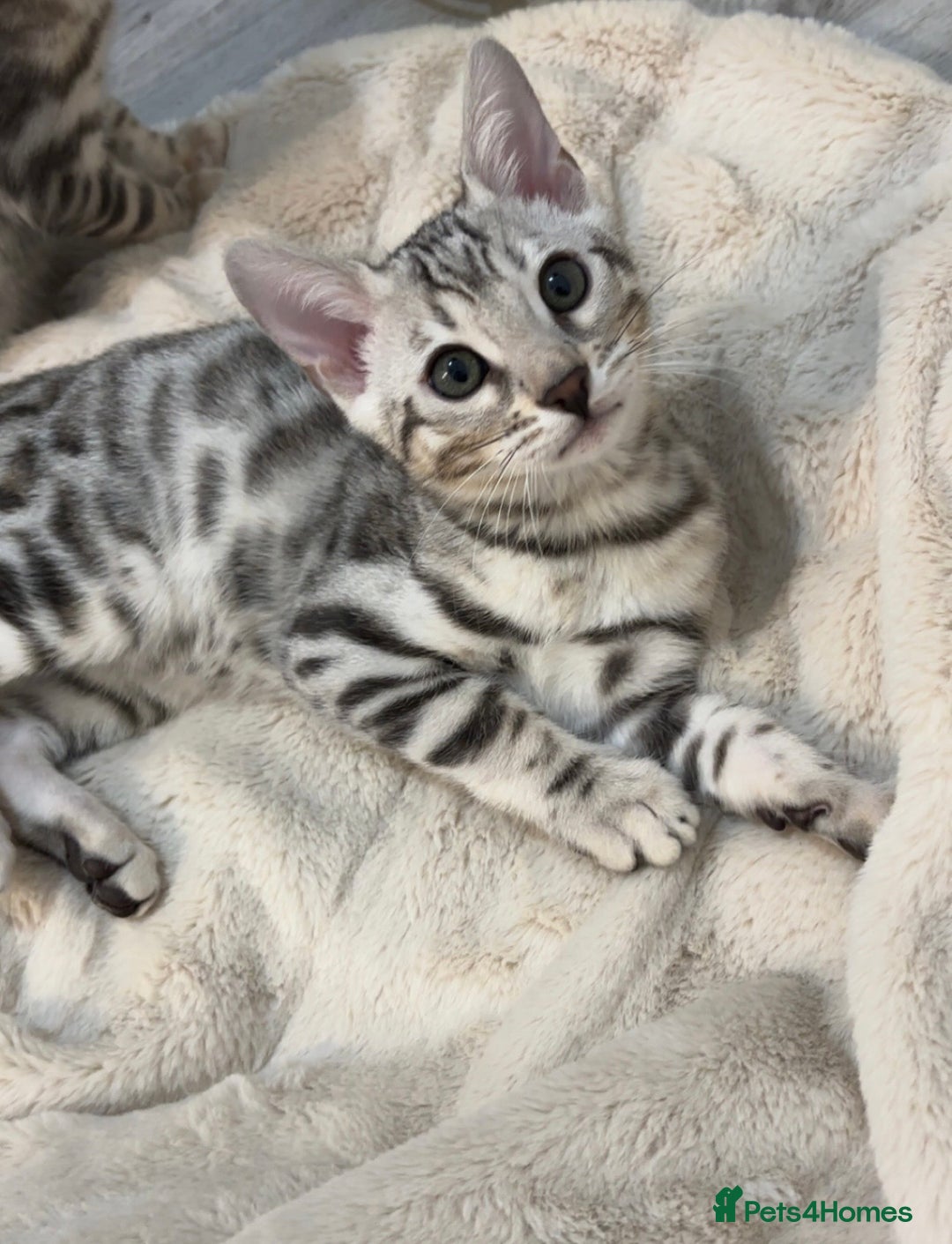Bengal cats for sale: 🌟pedigree bengal kittens🌟 - Advert 16