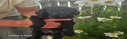 Sproodle dogs for sale: Stunning Sproodles puppys for sale in Maybole - Advert 6