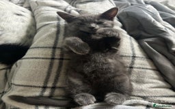 Russian Blue cats for sale: Russian blue boy cross bengal grey - Image 16