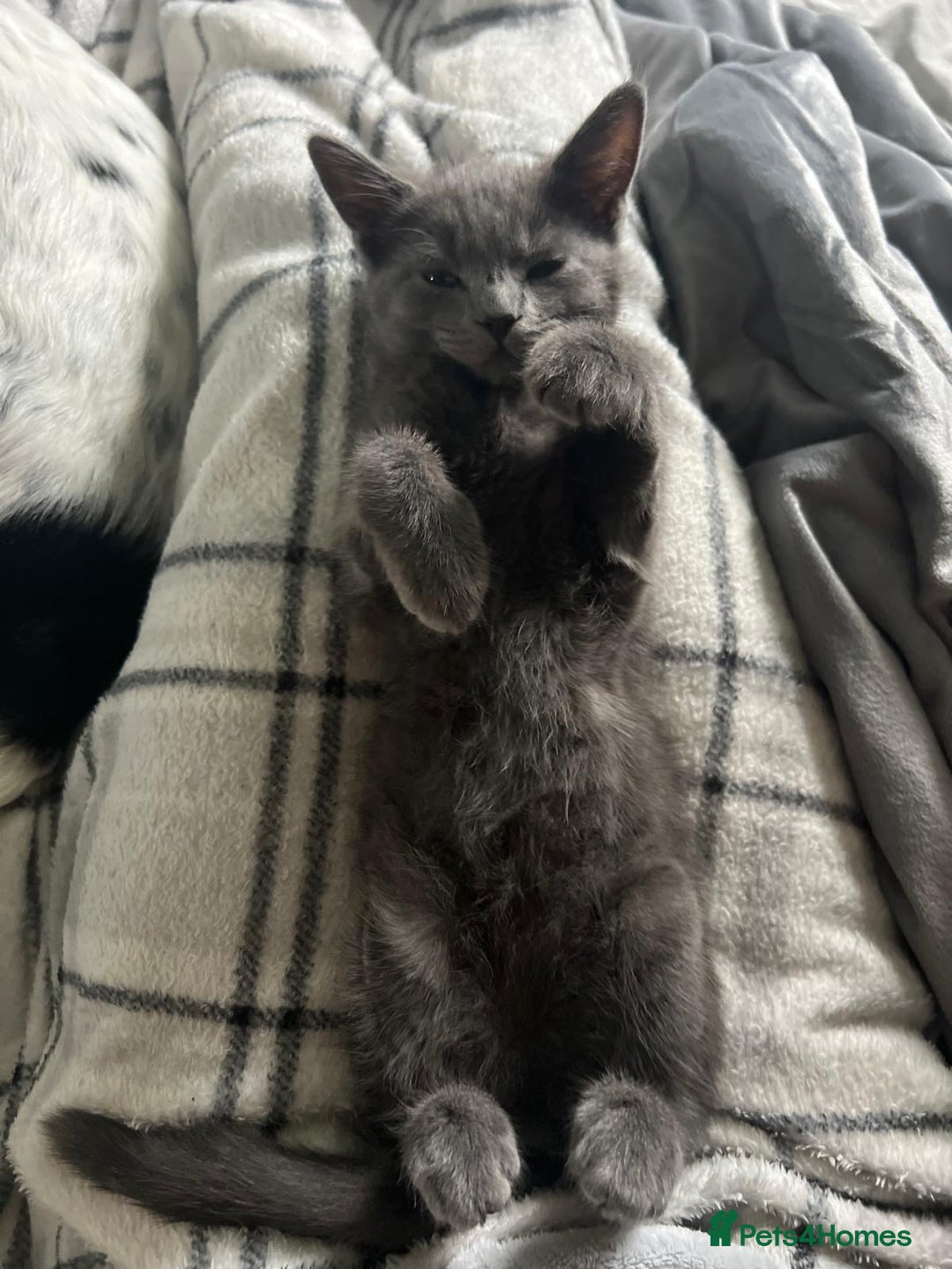 Russian Blue cats for sale: Russian blue boy cross bengal grey - Image 16