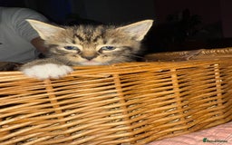 Brazilian Shorthair cats for sale: Gorgeous friendly kittens  - Image 4