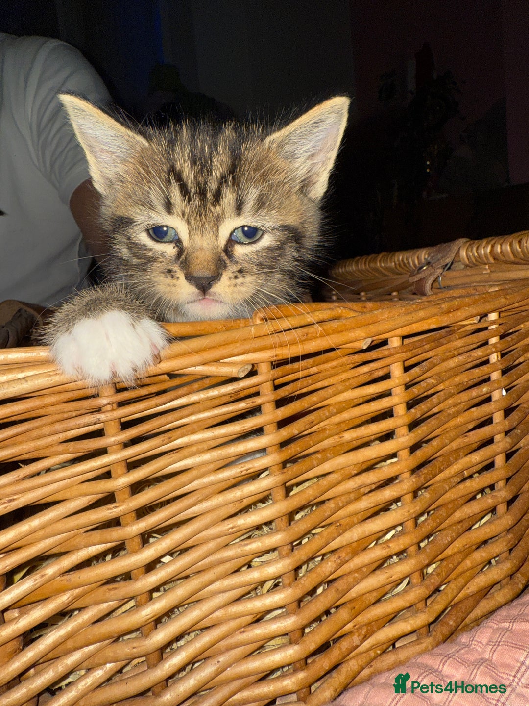 Brazilian Shorthair cats for sale: Gorgeous friendly kittens  - Image 4