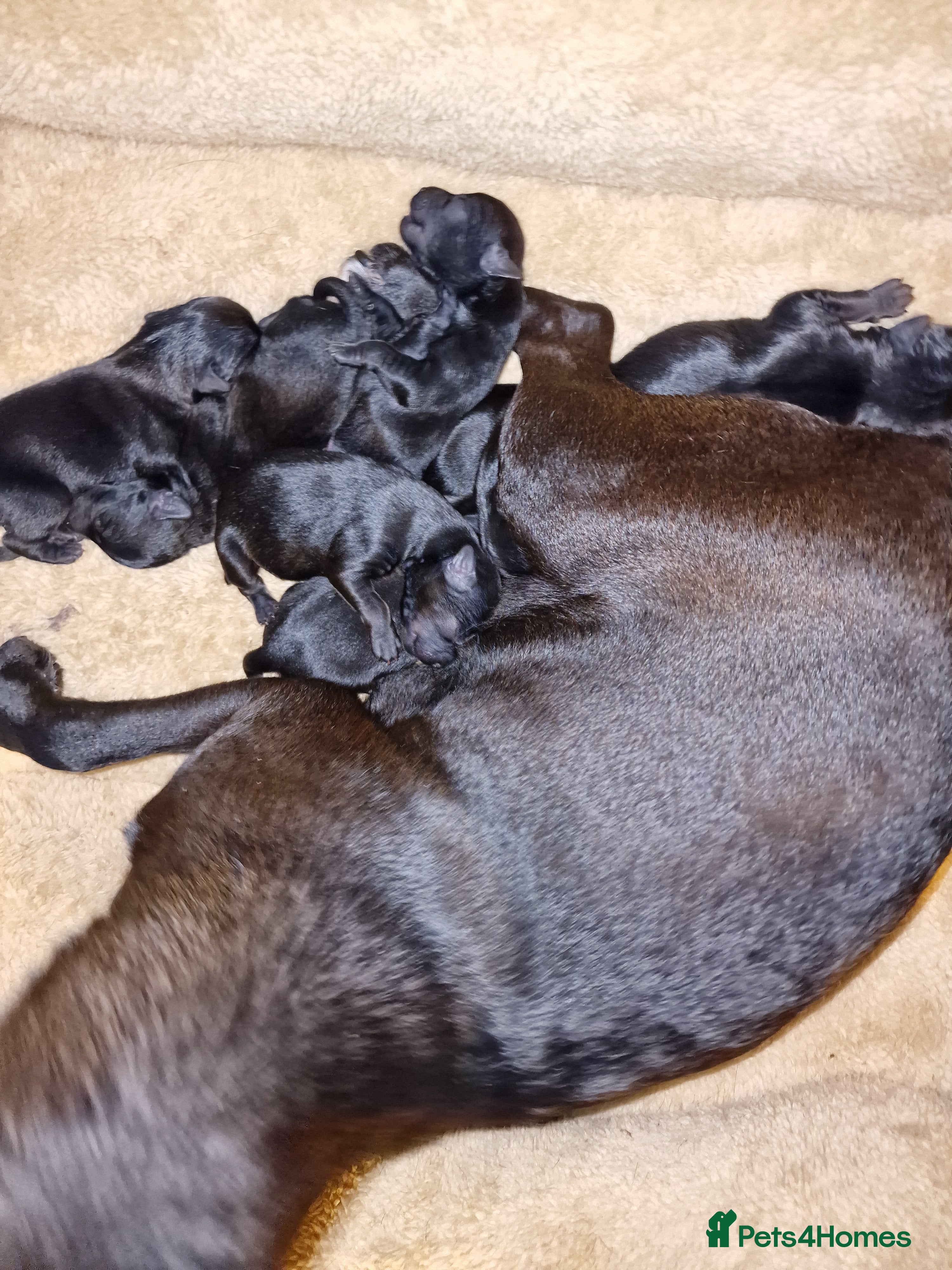 Patterdale Terrier dogs 6 Working Patty Pups - Advert 15