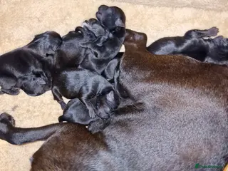 Patterdale Terrier dogs 6 Working Patty Pups - Advert 15