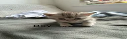 American Shorthair cats for sale:  Little treasures with big hearts  - Advert 8