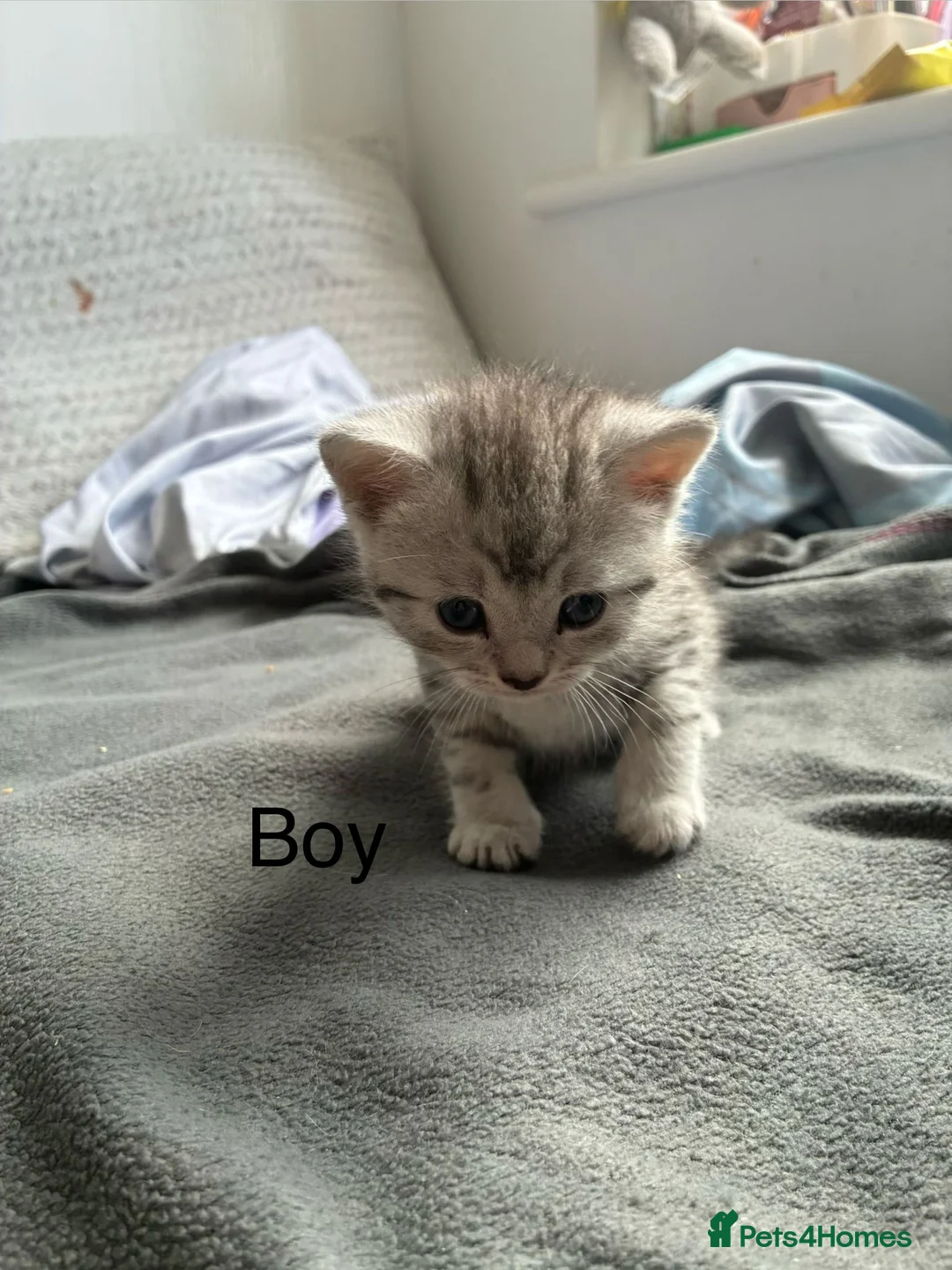 American Shorthair cats for sale:  Little treasures with big hearts  - Advert 8