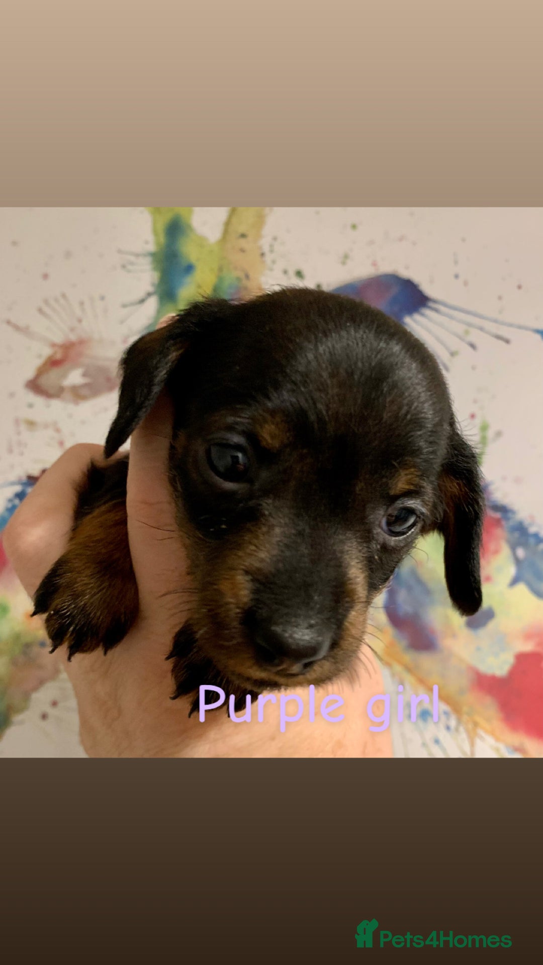 Miniature Dachshund dogs for sale: Miniature wirehaired daschunds - Advert 9