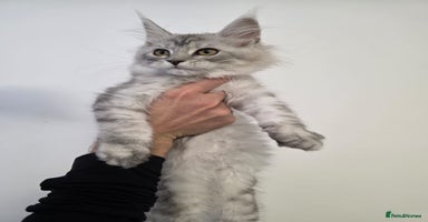 Maine Coon cats - Advert 14