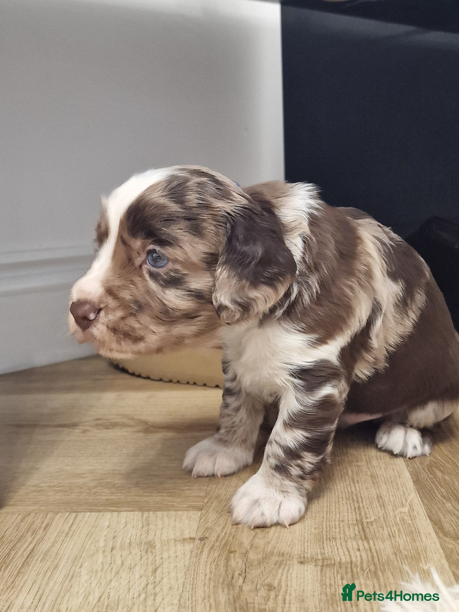 Cocker Spaniel dogs Stunning working cocker spaniels  - Advert 2