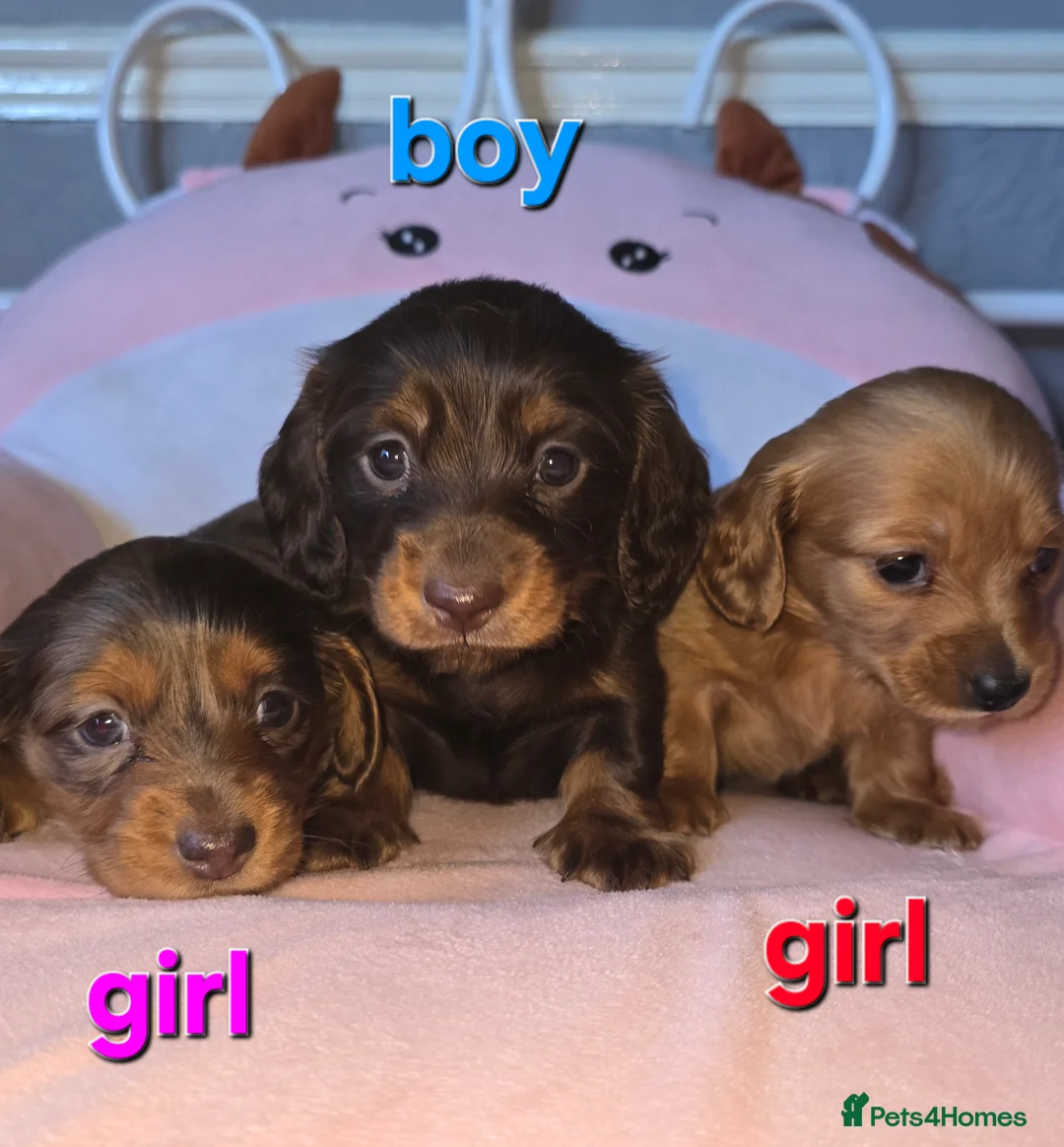 Dachshund dogs for sale: Miniature long haired dashounds  - Advert 1