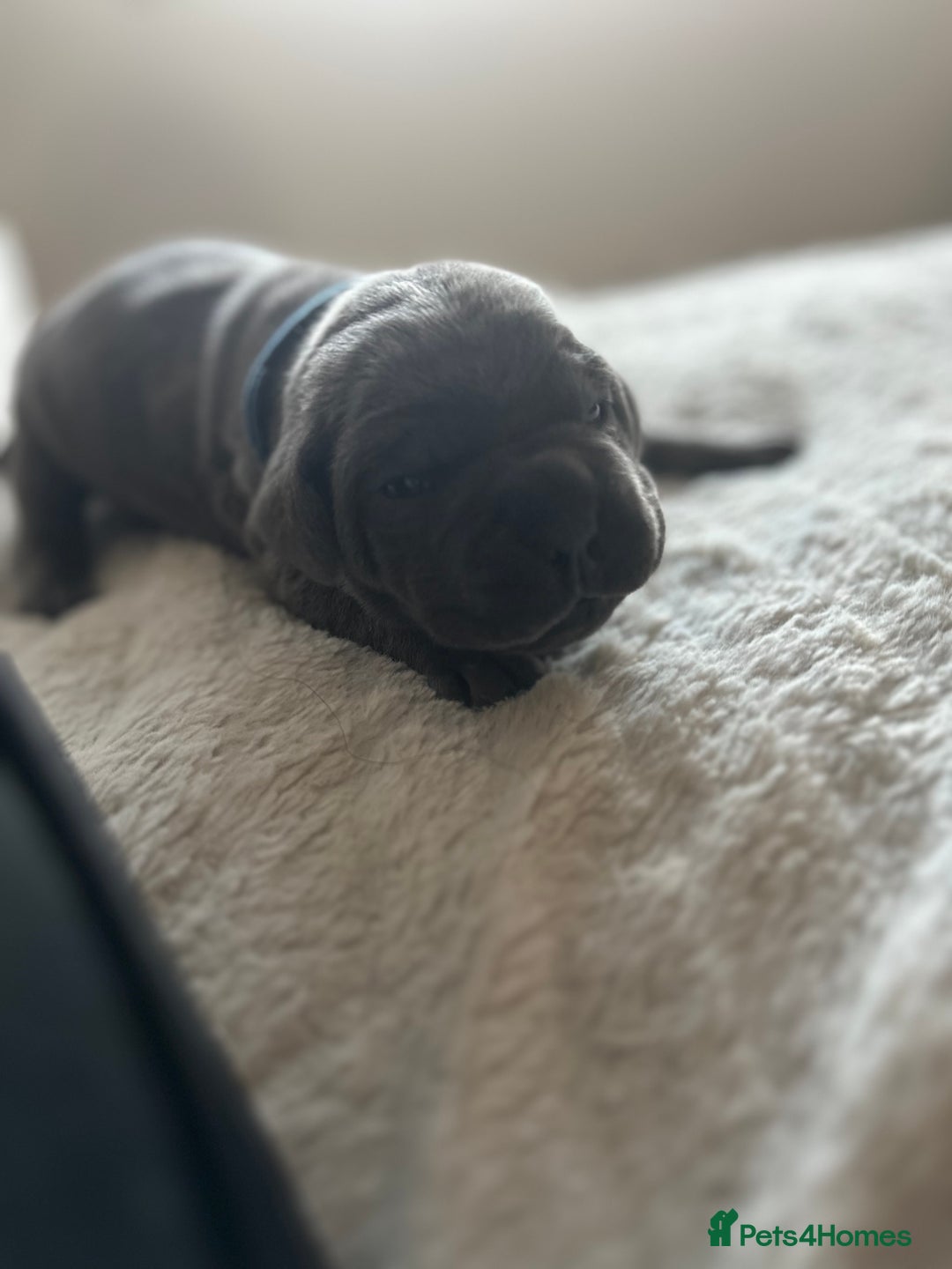 Cane Corso dogs for sale: Lupo D’Italia Kennels - Advert 29