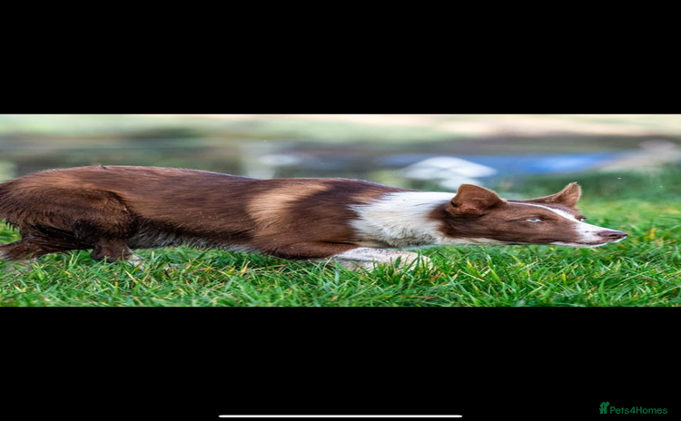 Border Collie dogs - Advert 1