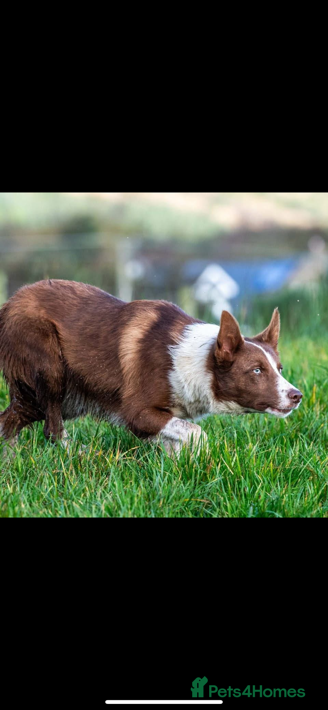 Border Collie dogs for stud: Chip for Stud - Image 1