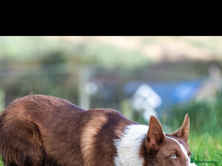 Border Collie dogs - Advert 27