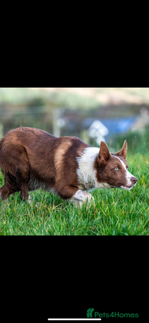 Border Collie dogs - Advert 1
