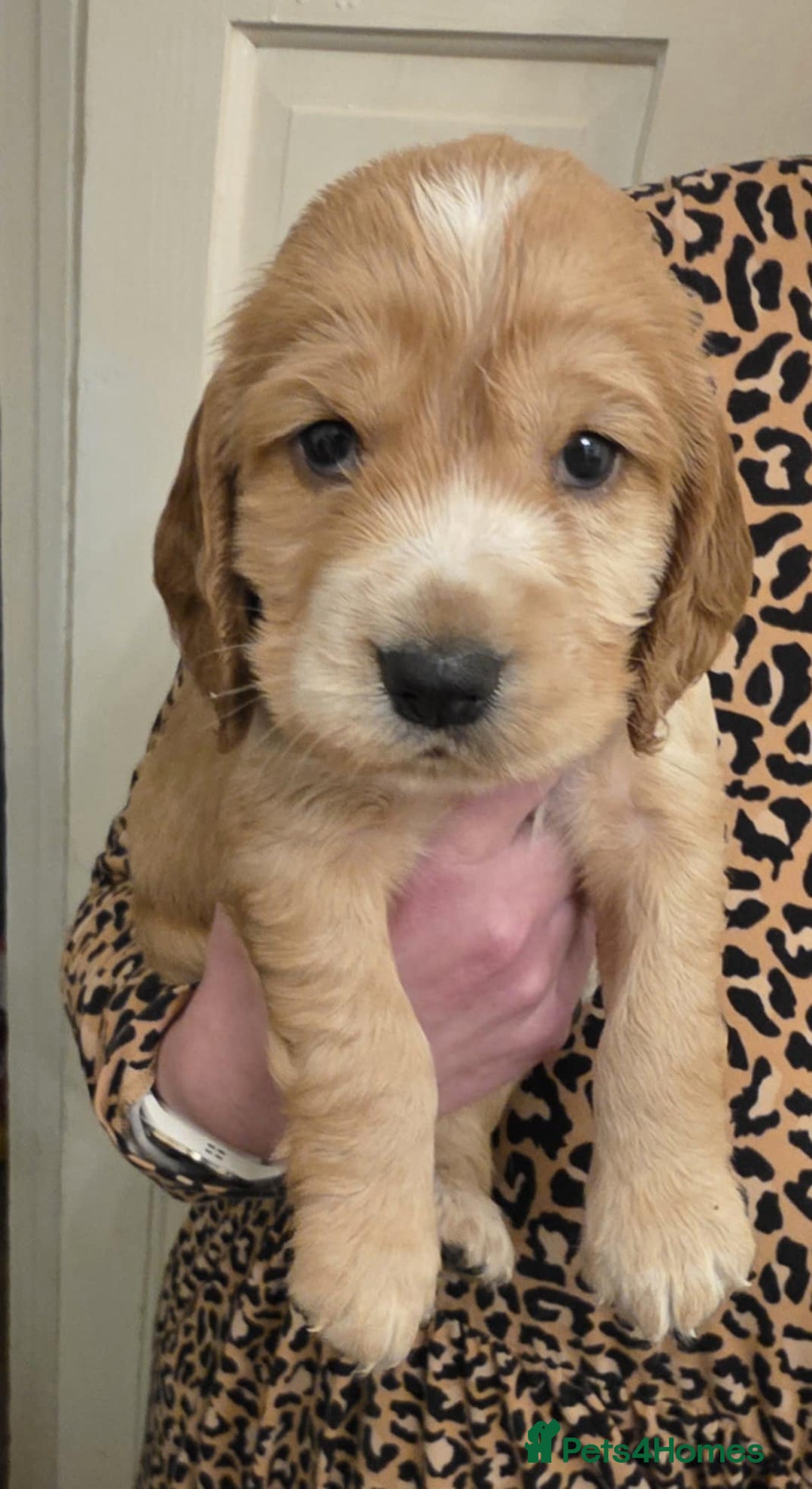 Sprocker dogs for sale: Beautiful litter of Sprockers - Advert 9