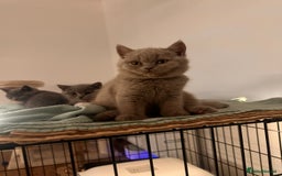 British Shorthair cats for sale: 2 lilac British shorthair boys 🐻💙🐻 - Image 13