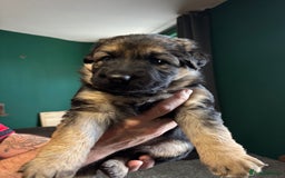 German Shepherd dogs for sale: German Shepherd Litter - Image 4