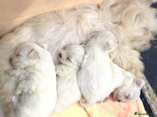 Maltese dogs Beautiful Maltese girl - Advert 2