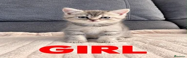 British Shorthair 4