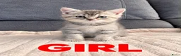 British Shorthair cats for sale: Gorgeous British Shorthair Silver Tabby Kittens - Advert 7