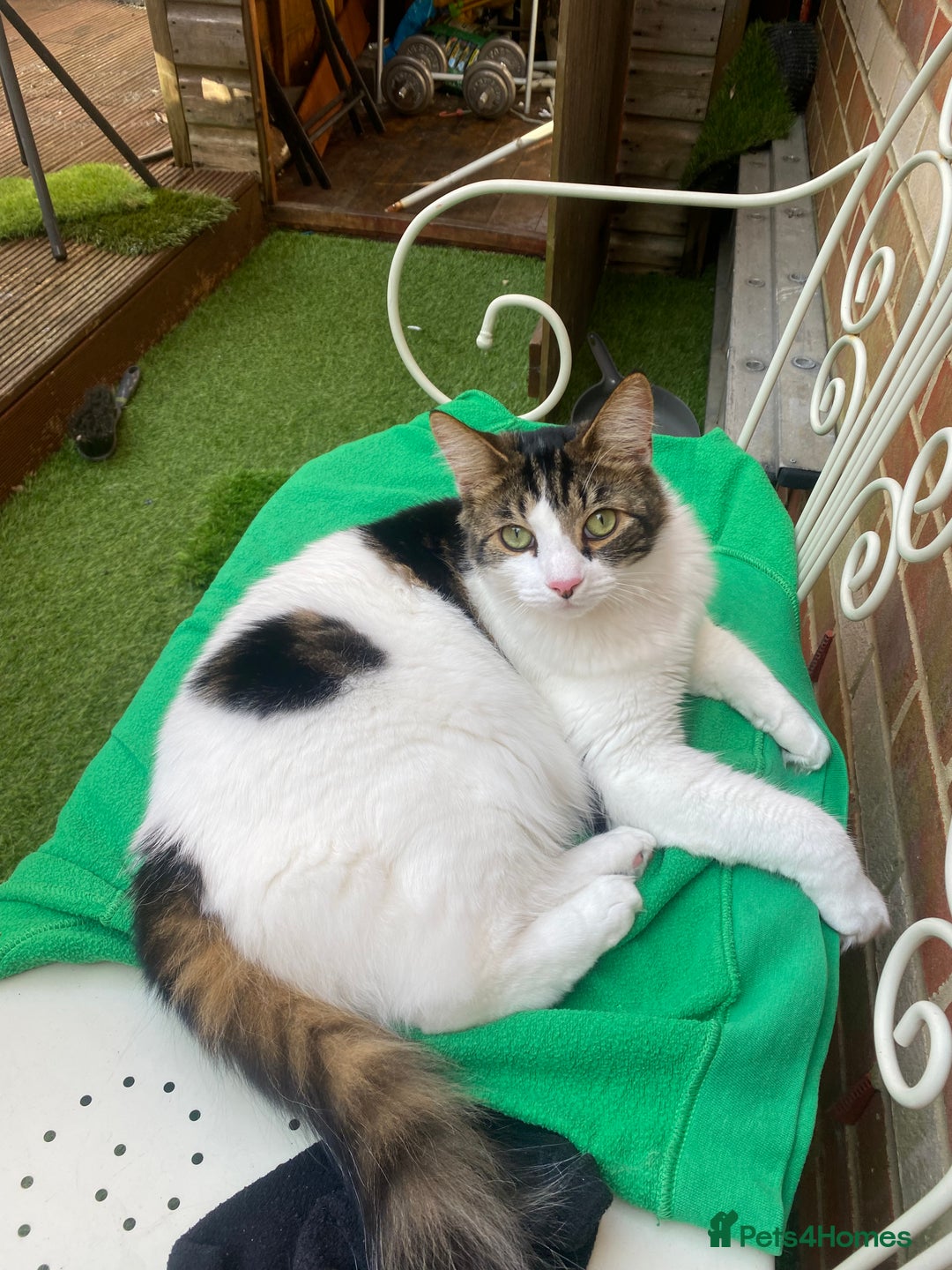 Mixed Breed cats for sale: Much loved 2 year old boy cat - Advert 6