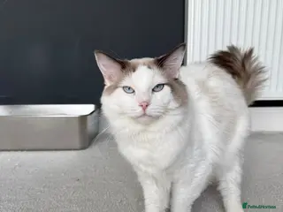 Ragdoll cats Gorgeous ragdoll boy - Advert 1