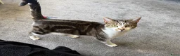 Mixed Breed cats for sale: Two energetic brothers looking for a home  - Advert 3