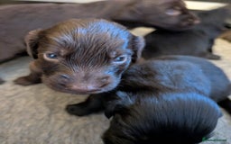 Flat coated Retriever dogs for sale: Beautiful litter of Flat Coated Retrievers - Image 4
