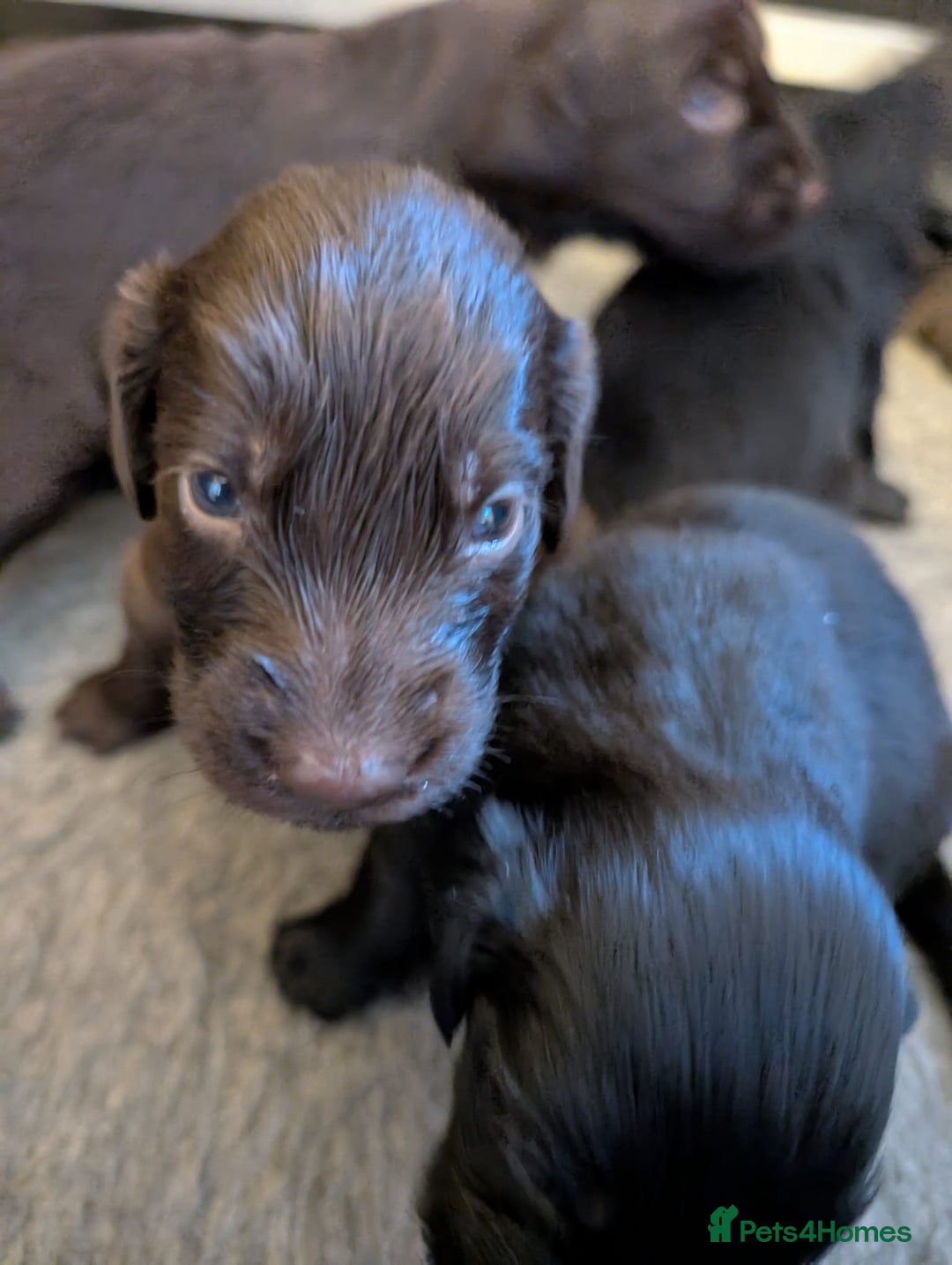 Flat coated Retriever dogs for sale: Beautiful litter of Flat Coated Retrievers - Image 4