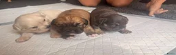 Mixed Breed dogs for sale: Beautiful FrenchiePoo puppies❤️ - Advert 8