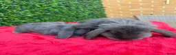 Continental Giant rabbits for sale: Giant French Lops & Mini Lops  - Advert 21