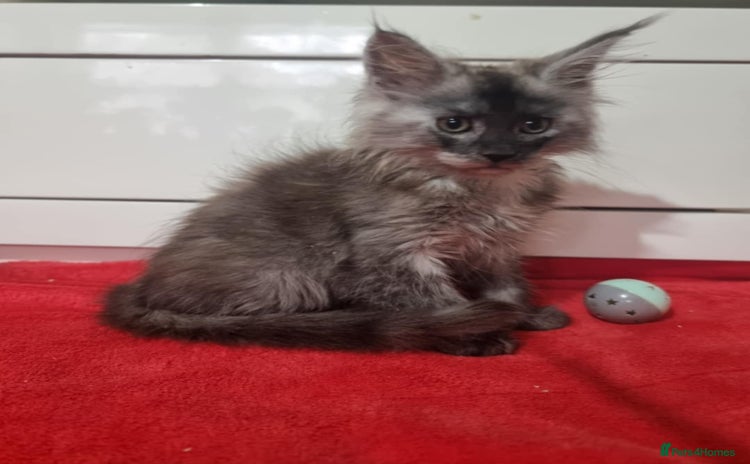 Maine Coon cats Beautiful Maine Coon Kittens - Advert 2