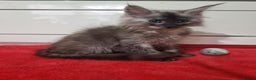 Maine Coon cats for sale: Beautiful Maine Coon Kittens - Advert 13