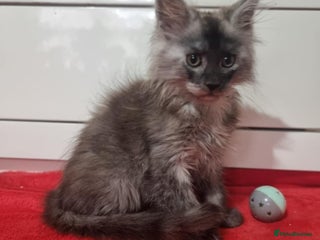 Maine Coon cats Beautiful Maine Coon Kittens - Advert 1