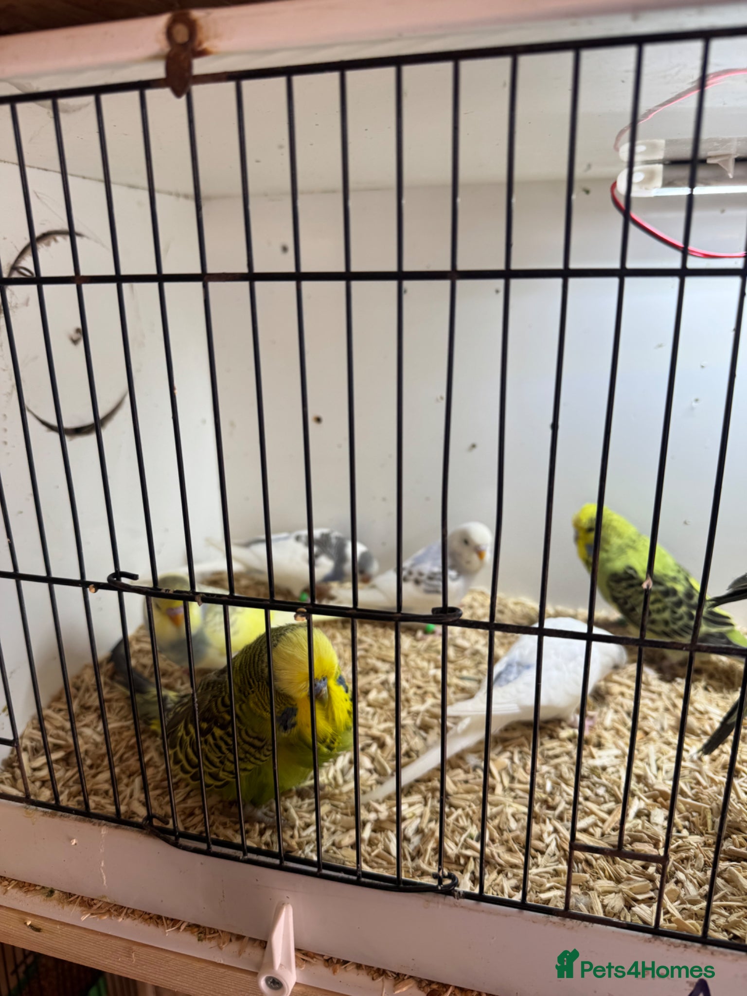 Budgerigars birds Budgies for sale  - Advert 1