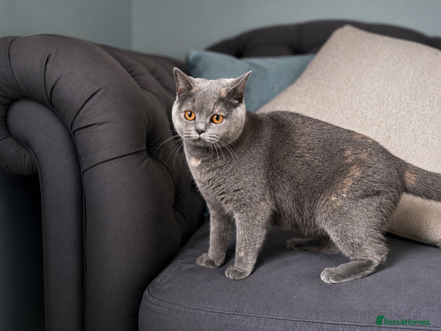 British Shorthair cats Beautiful British Shorthair Kittens  - Advert 2
