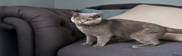 British Shorthair cats for sale: Beautiful British Shorthair Kittens  in Derby - Advert 1